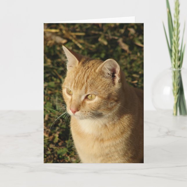 Carte Beurre le Kitten Toutes les occasions (Devant)