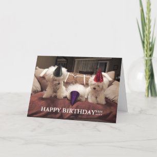 Carte Bichon Frise Birthday Card !!
