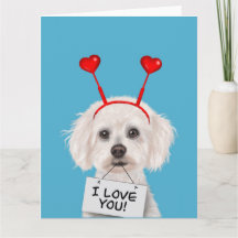 Bichon Frise "Je t'aime" Saint-Valentin