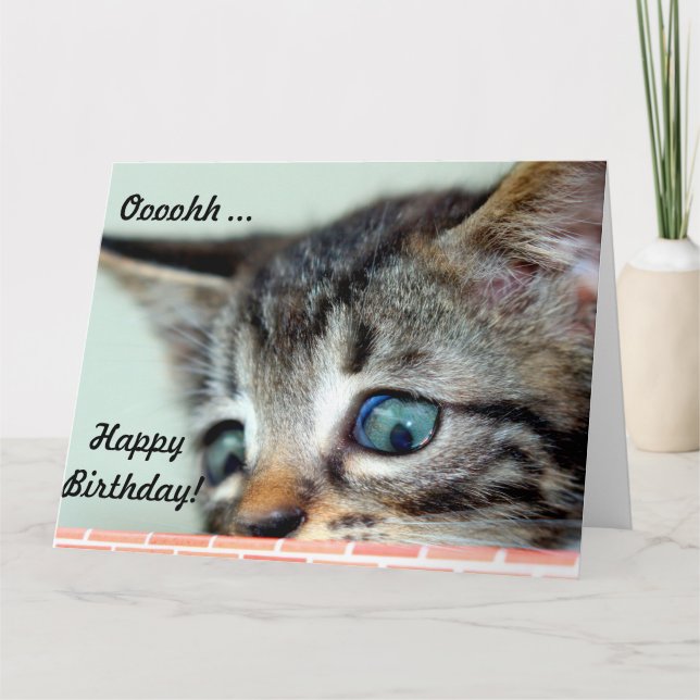 Carte Big Birthday Card Cute Kitten dit heureux Annivers (Devant)