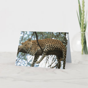 Carte Big Cats Set - 7