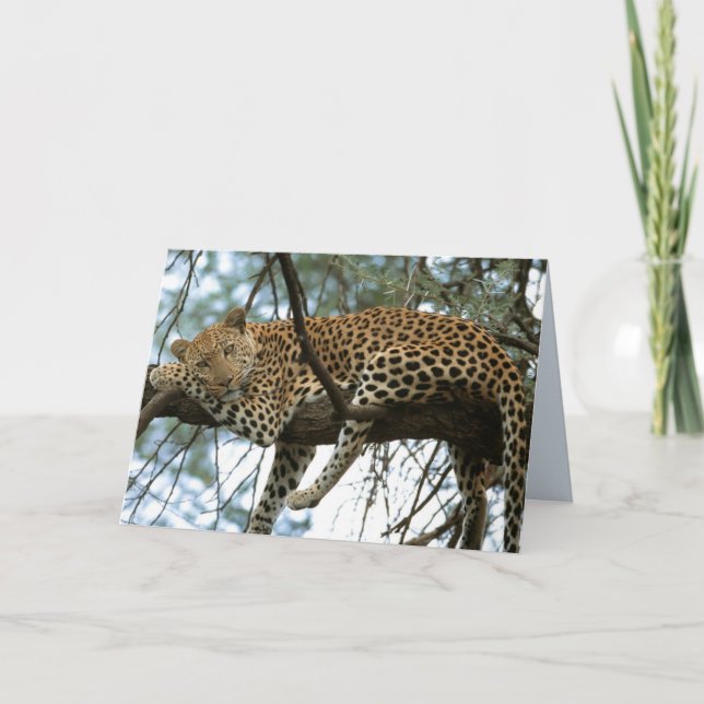Carte Big Cats Set - 7 (Devant)