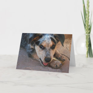 Carte Big Eyes Blue Heeler Puppy - Excuses Amoureux de l