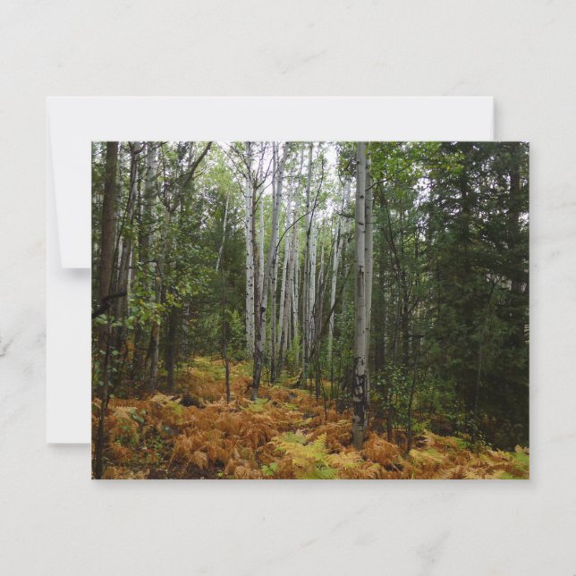 Carte Birch Trees blancs et fougères d'automne à Rocky M (Devant)