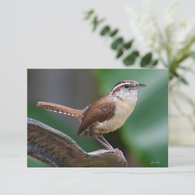 Carte Bird Wren Carte de note nature (Debout devant)