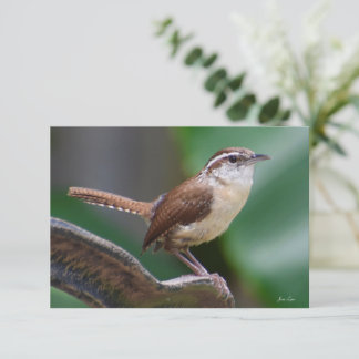 Carte Bird Wren Carte de note nature