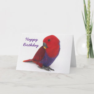 Carte Birthday card an Eclectus parrot
