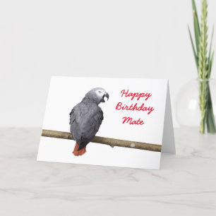 Carte Birthday card Congo African Grey Gray parrot