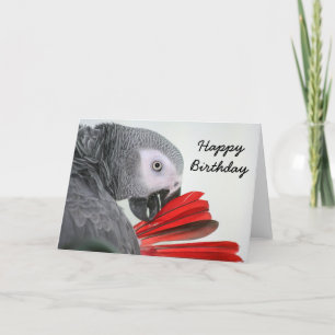 Carte Birthday card  Congo African Grey Gray Parrot
