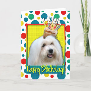 Carte Birthday Cupcake - Coton de Tulear