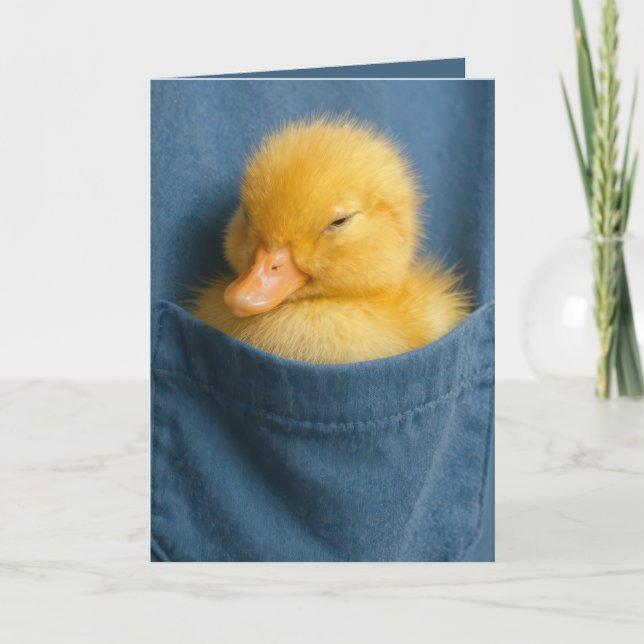 Carte Birthday Duckling In a Blue T-shirt Pocket (Devant)