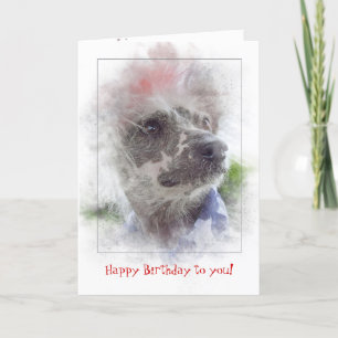 Carte birthday-patriotic Chinese Crested Hairless dog