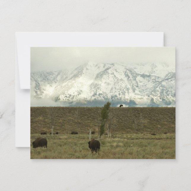 Carte Bison à Grand Teton National Park Photographie (Devant)