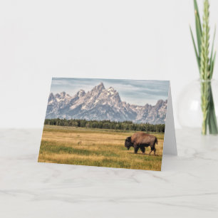 Carte Bison dans le Tetons