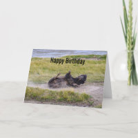 Bison qui se vautre pour son anniversaire dans le