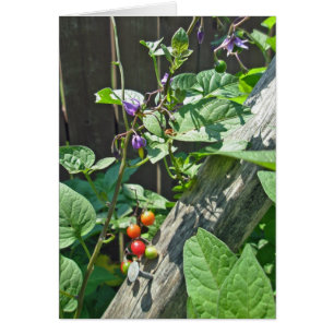 Carte Bittersweet nightshade (Solanum dulcamara)