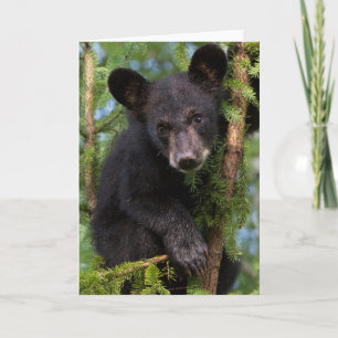 Carte Black Bear Cub Jouer dans les arbres