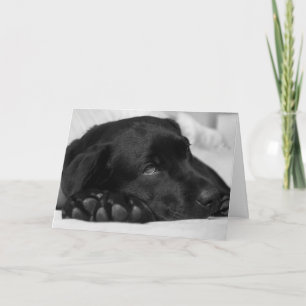 Carte Black Labrador