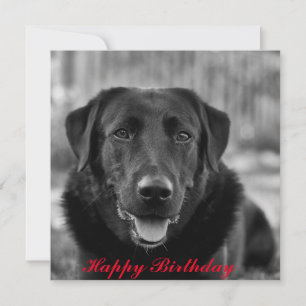 Carte Black Labrador Photo Pet Dog 