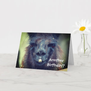 Carte Black Llama Animal drôle Anniversaire 