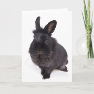Carte black rabbit