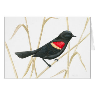Carte Blackbird à ailes rouges
