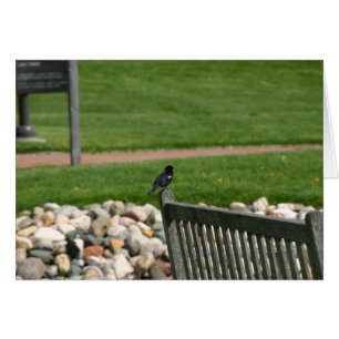 Carte Blackbird Bench
