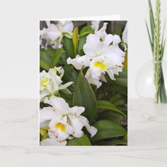 Carte blanche (Devant)