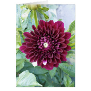 Carte blanche à fleurs violettes profondes Dahlia