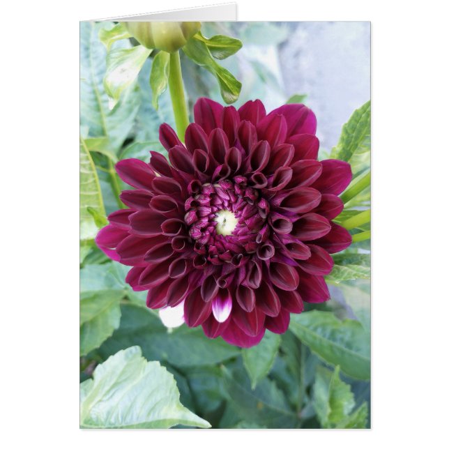 Carte blanche à fleurs violettes profondes Dahlia (Devant)