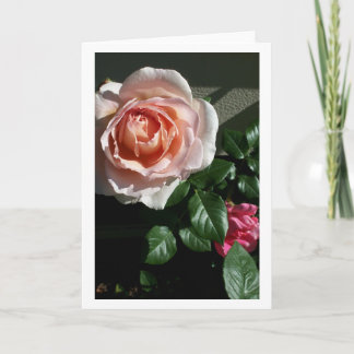 Carte blanche au rose #2