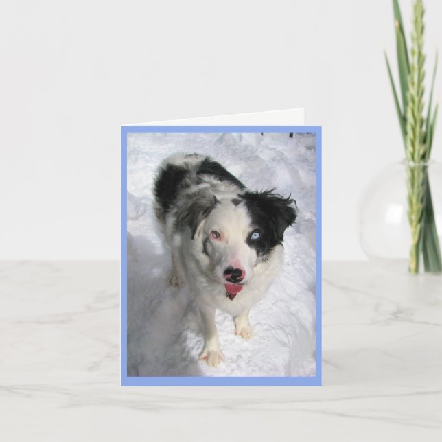 carte blanche Australian Shepherd dans la neige (Devant)