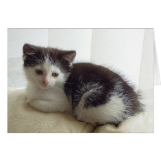 Carte blanche avec chaton mignonne posant