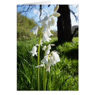 Carte blanche Bluebells Bluebells