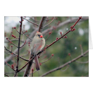 Carte blanche Cardinal 4539