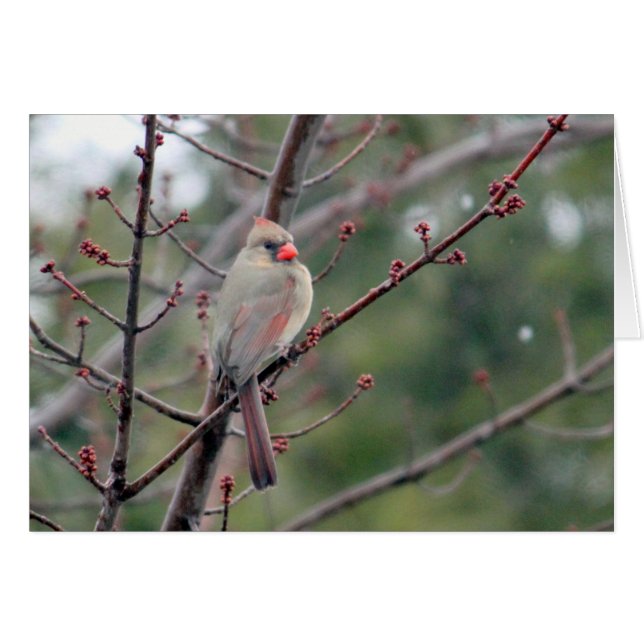 Carte blanche Cardinal 4539 (Devant horizontal)