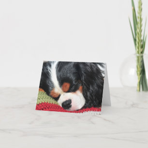 Carte blanche cavalier King Charles Tri-Color