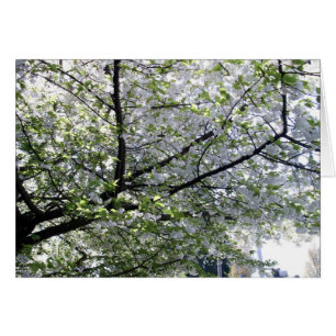 Carte blanche cerisier japonais
