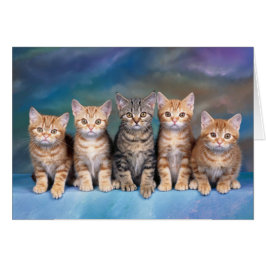 Carte blanche Cinq Tabby Kittens