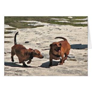 Carte blanche Dachshund