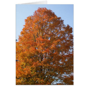 Carte blanche d'automne