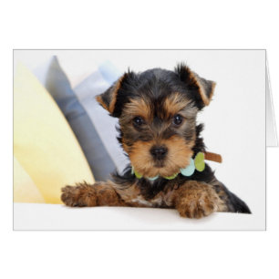  Carte blanche de Chien à chiots du Yorkshire Terr
