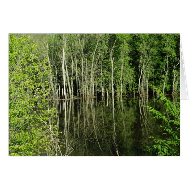 Carte blanche de la photographie des arbres dans l (Devant horizontal)