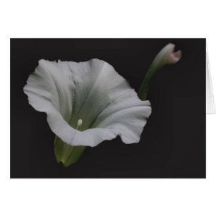 Carte blanche de photographie de fleur de gloire