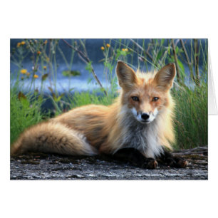Carte blanche de repos Red Fox