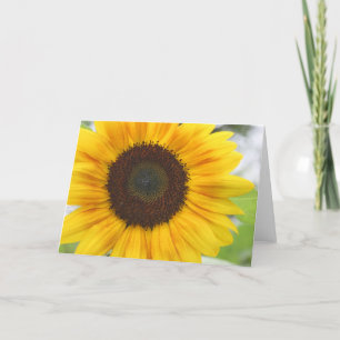 Carte blanche de tournesol
