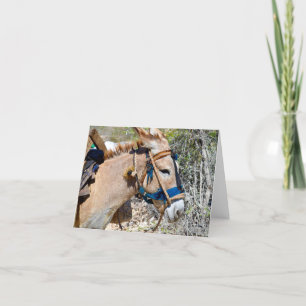 Carte blanche Donkey Baie d'Orange Haïti