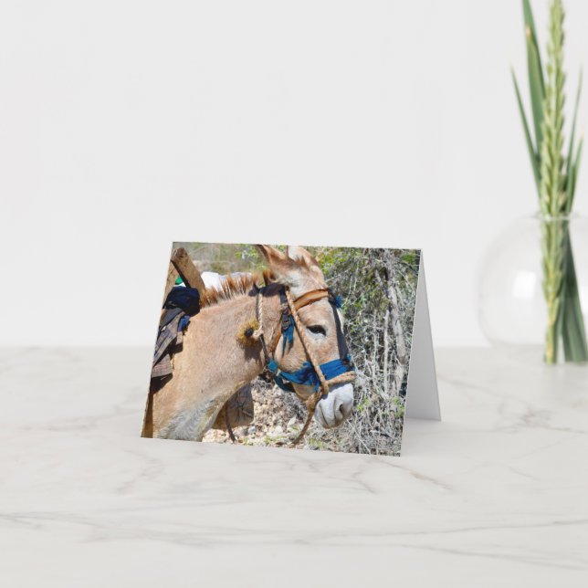 Carte blanche Donkey Baie d'Orange Haïti (Devant)