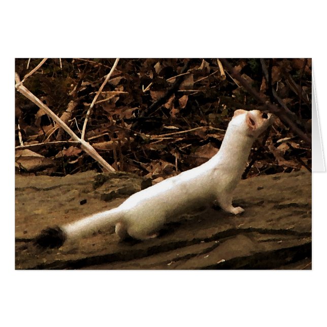 Carte blanche Ermine (Devant horizontal)