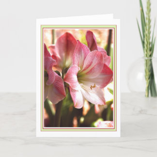 Carte blanche et rouge Amaryllis
